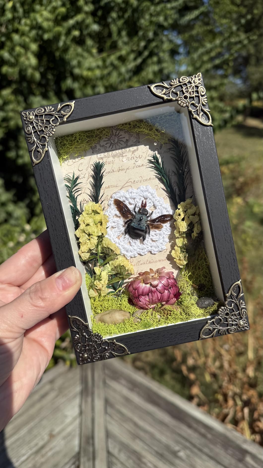 10 Real Cicada Specimens Mounted Taxidermy Bugs Entomology Art Set VESET7 | Preserved Spread Wings, Oddities and Curiosities, Gothic Decor, Science Study, Gallery Display, Collector Gift customer photo 2