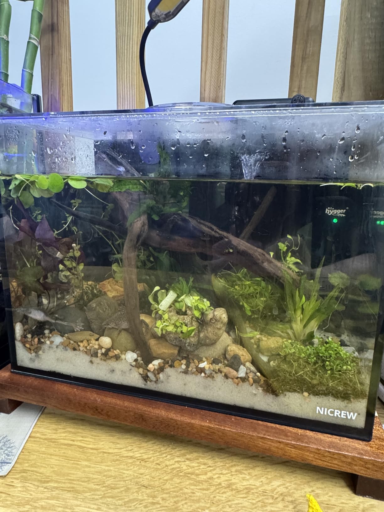 NICREW 2.5 Gallon Nano Nature Aquarium Kit, Ultra-Clear Rimless Desktop Fish Tank with Light and Filter, Perfect for Small Fish, Shrimp, or Betta, Basic Version, Black customer photo 2