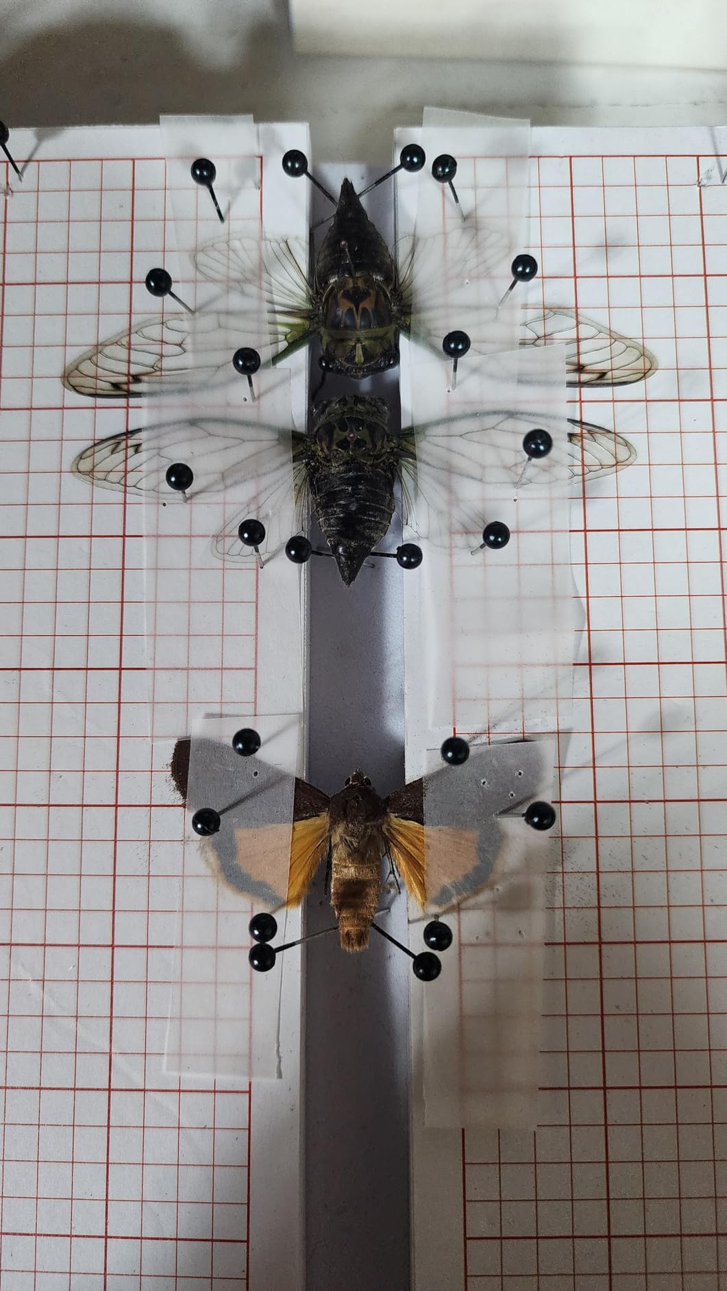 Insect Specimen Tools Kit - EVA Foam Pinning Board, Coordinate Paper, Wings Pressing Paper, Insect Pins, Complete Entomology Kit For Beginners customer photo 1