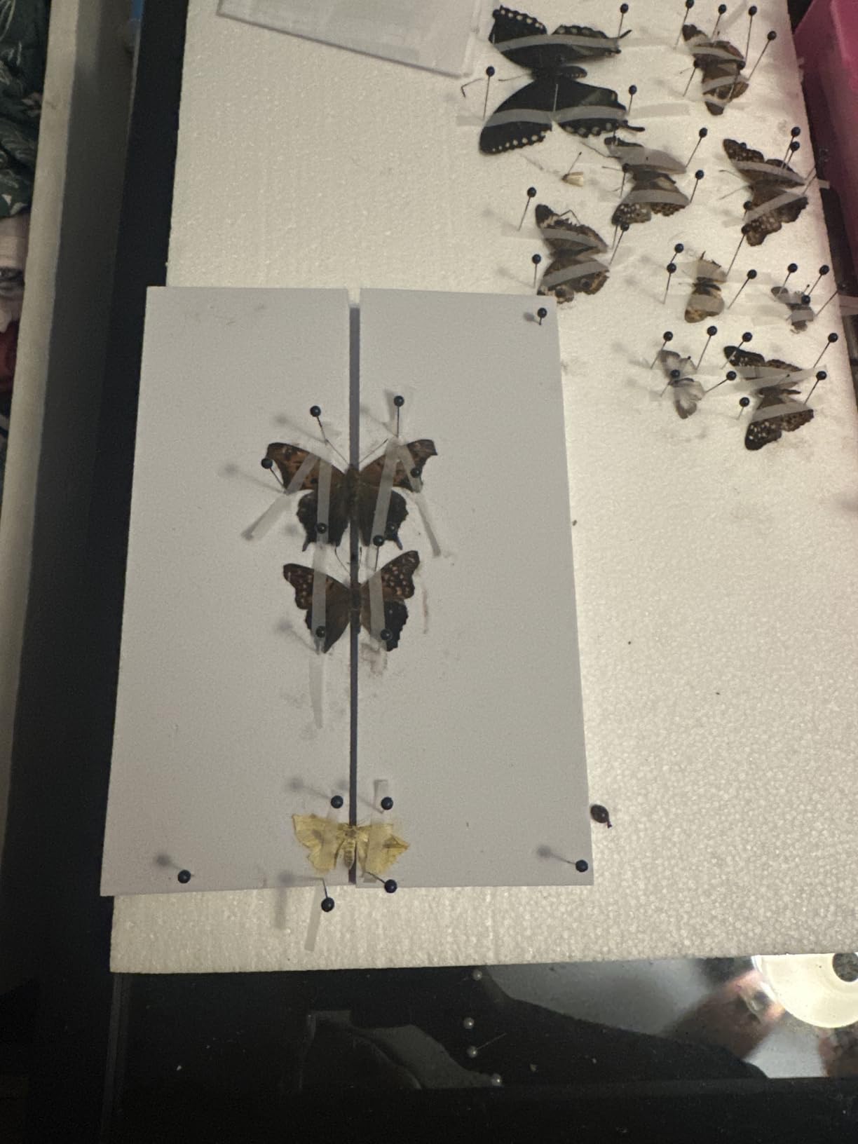 Insect Specimen Tools Kit - EVA Foam Pinning Board, Coordinate Paper, Wings Pressing Paper, Insect Pins, Complete Entomology Kit For Beginners customer photo 2