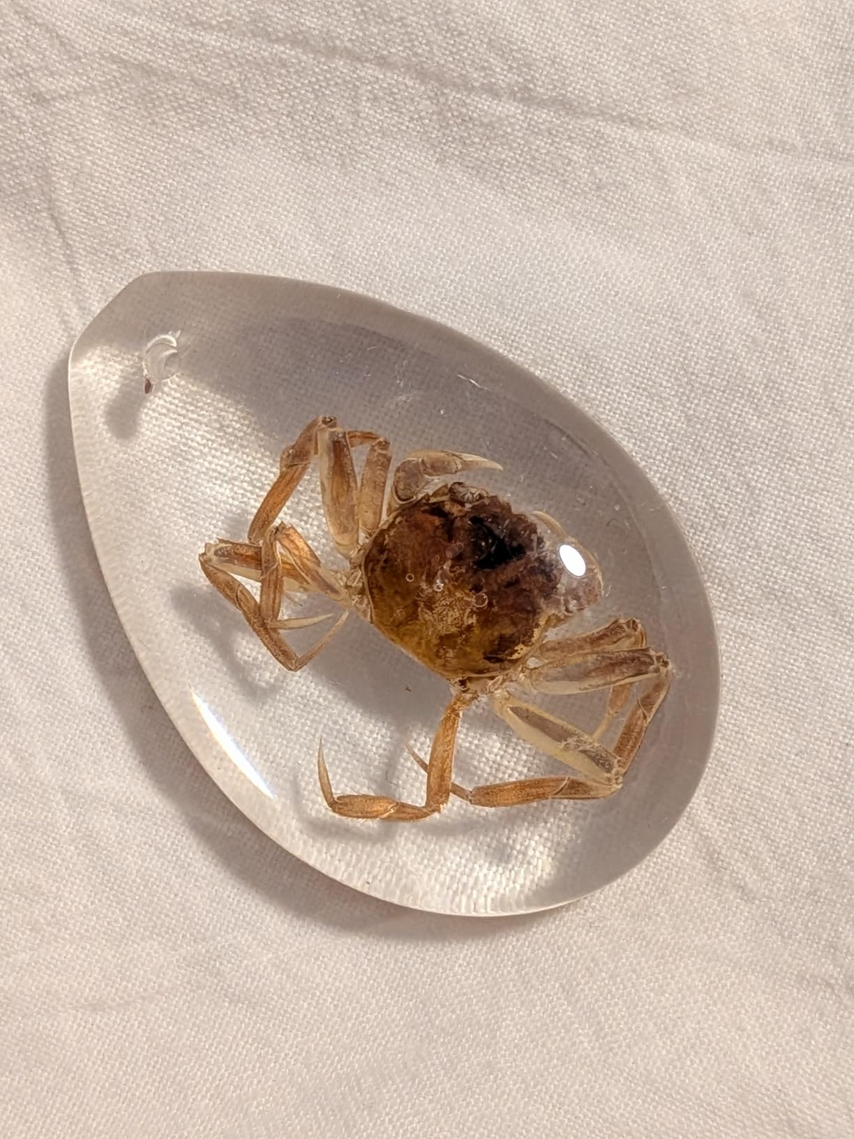 18 pcs Plant Amber Fossils, BOSOIRSOU Amber Fossil Pendants, Different Plant Specimens, Plants Preserved in Resin, Kids Educational Toy and Scientific Amber Collections - Random Patterns customer photo 2