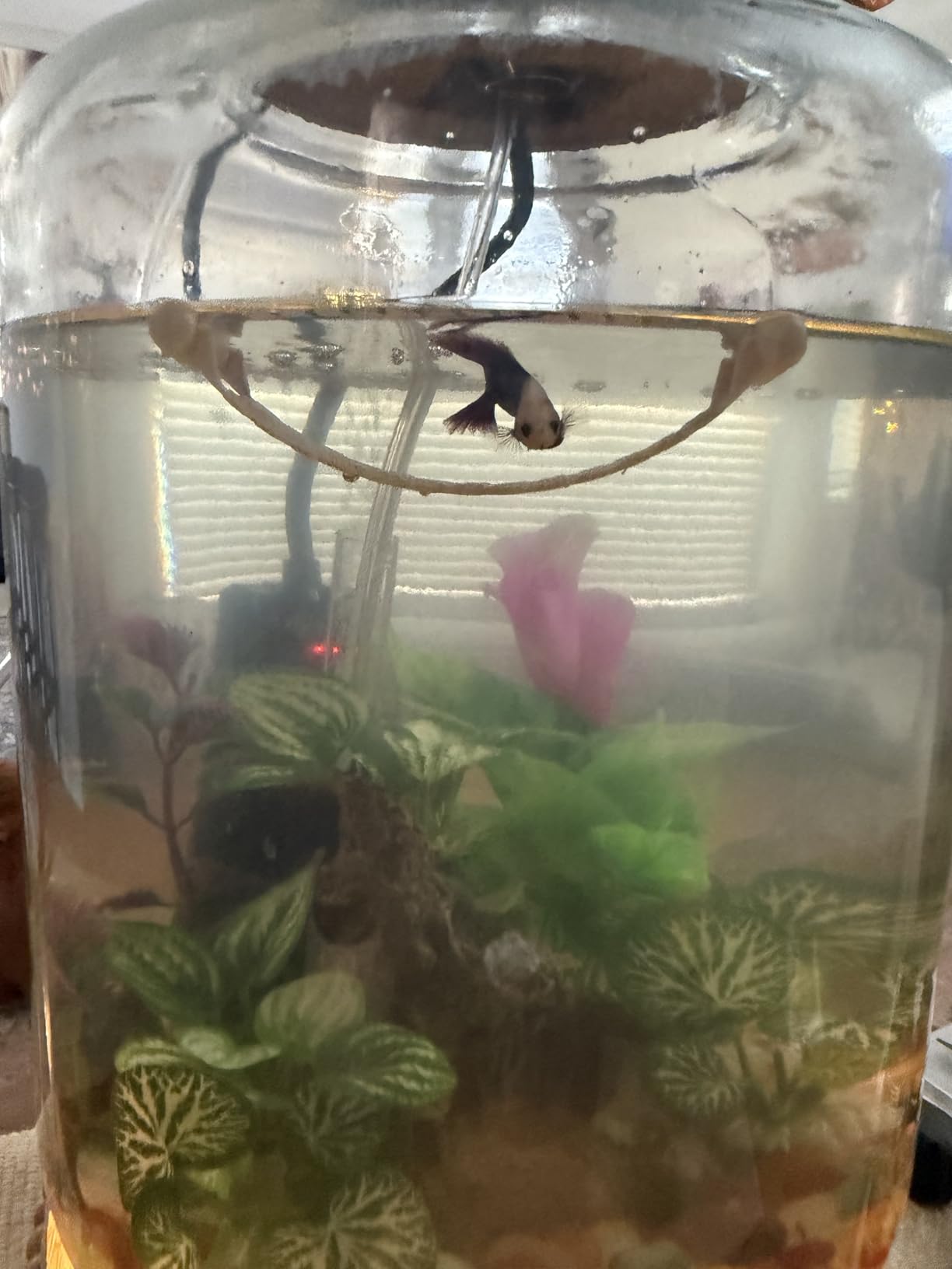 Zoo Med Floating Betta Lounge customer photo 2