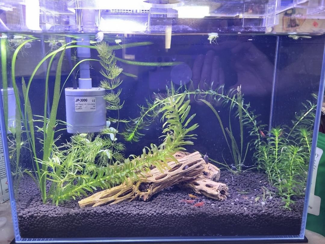3 Gallon Glass Small Fish Tank, Betta Fish Tank Starter Kit with Filter, Lights, Lid customer photo 1