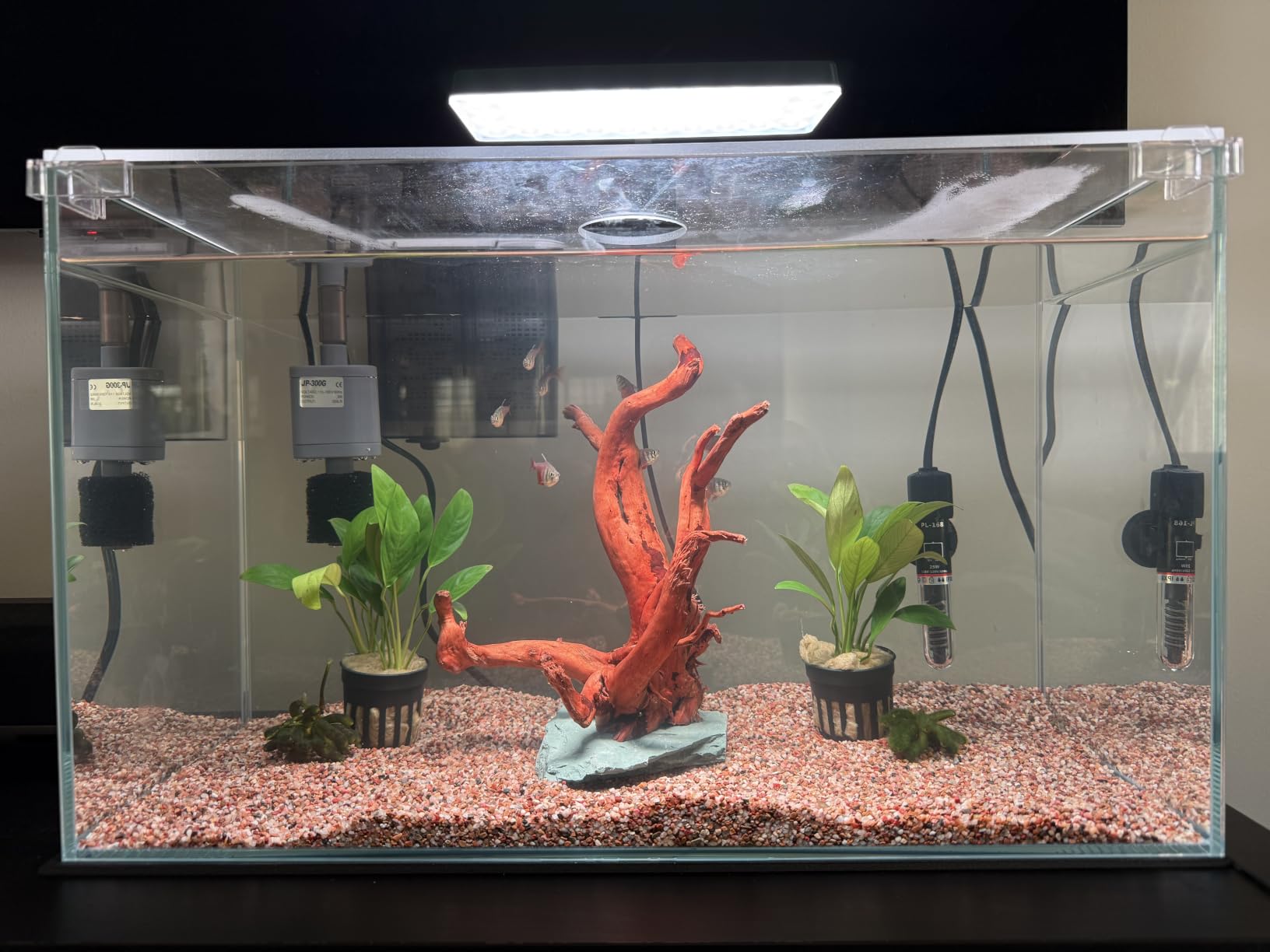 3 Gallon Glass Small Fish Tank, Betta Fish Tank Starter Kit with Filter, Lights, Lid customer photo 2