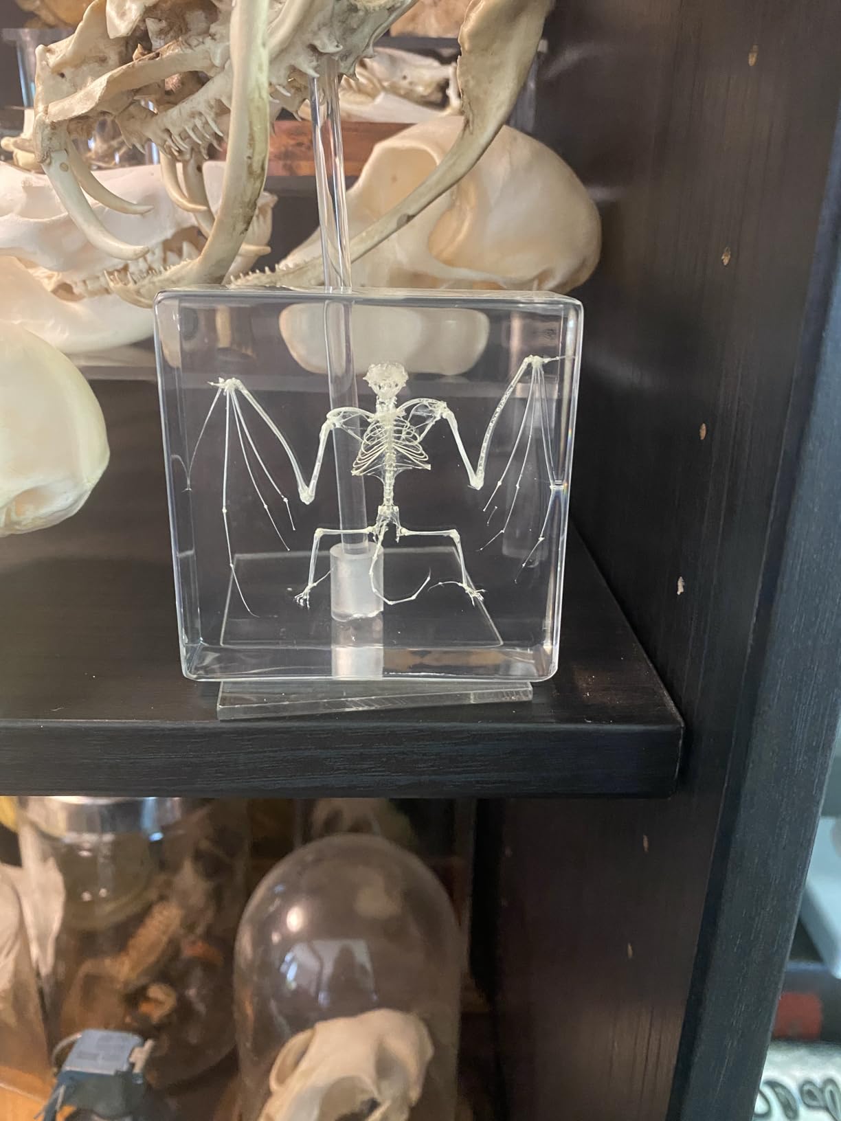 Real Wasp Specimen in Sphere Resin - 2.36 Inch Diameter with Solid Wood Base, Perfect for Science Education, Oddities Collectors, and Biology Enthusiasts customer photo 1