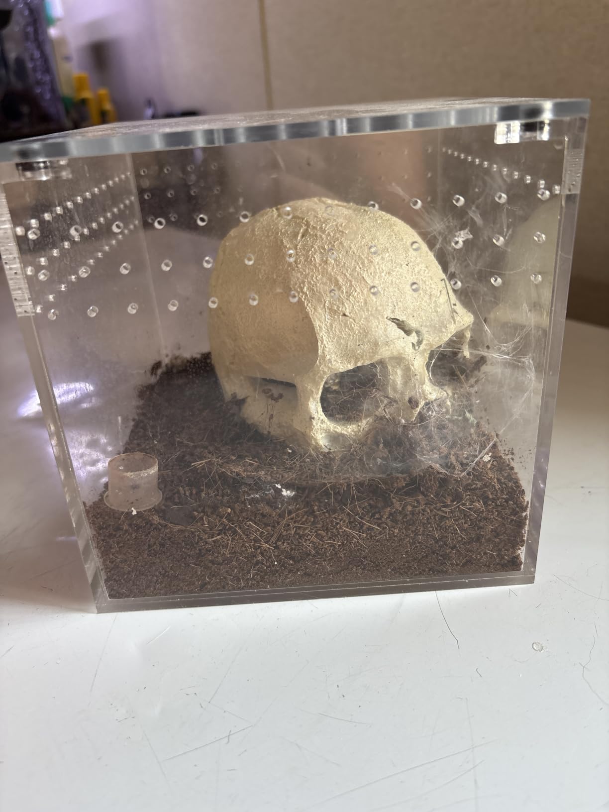 Resin Reptile Hideout for Tank Realistic Skull Decor for Terrarium customer photo 1
