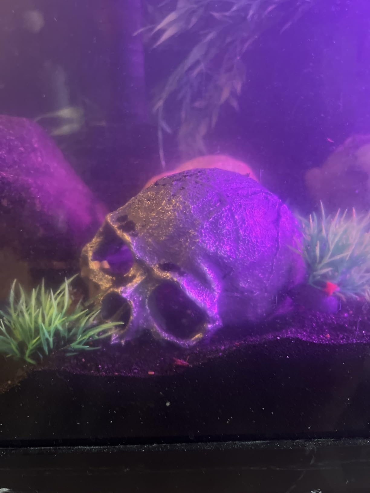 Resin Reptile Hideout for Tank Realistic Skull Decor for Terrarium customer photo 2