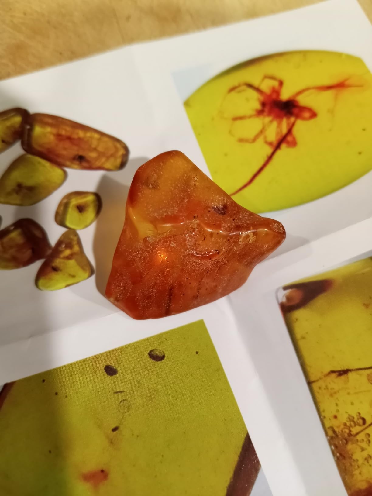 Baltic Amber Natural Fossil Insects, Insects from Millions of Years ago, True Insect Samples - Science Classroom Education Animal Specimens (A Amber with Insects Fossils) customer photo 1