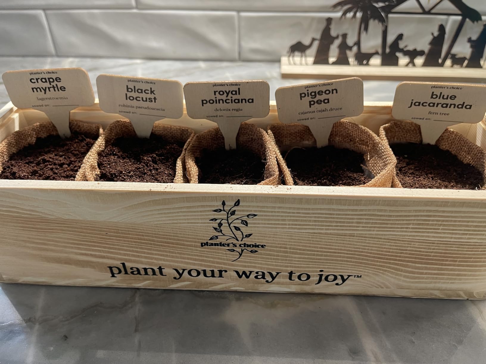 Planter's Choice Bonsai Tree Starter Kit - Birthday Gifts for Women, Men, Adults - Indoor Live House Plants - DIY Adults Craft Kits - Unique Hobby Gift Gardening Lovers - Gift Ideas Mom, Her, Friend customer photo 1
