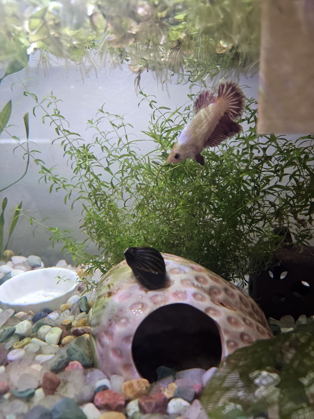 Pink Aquarium Decor Ceramic Cute Strawberry Betta Fish Tank Cave customer photo 1