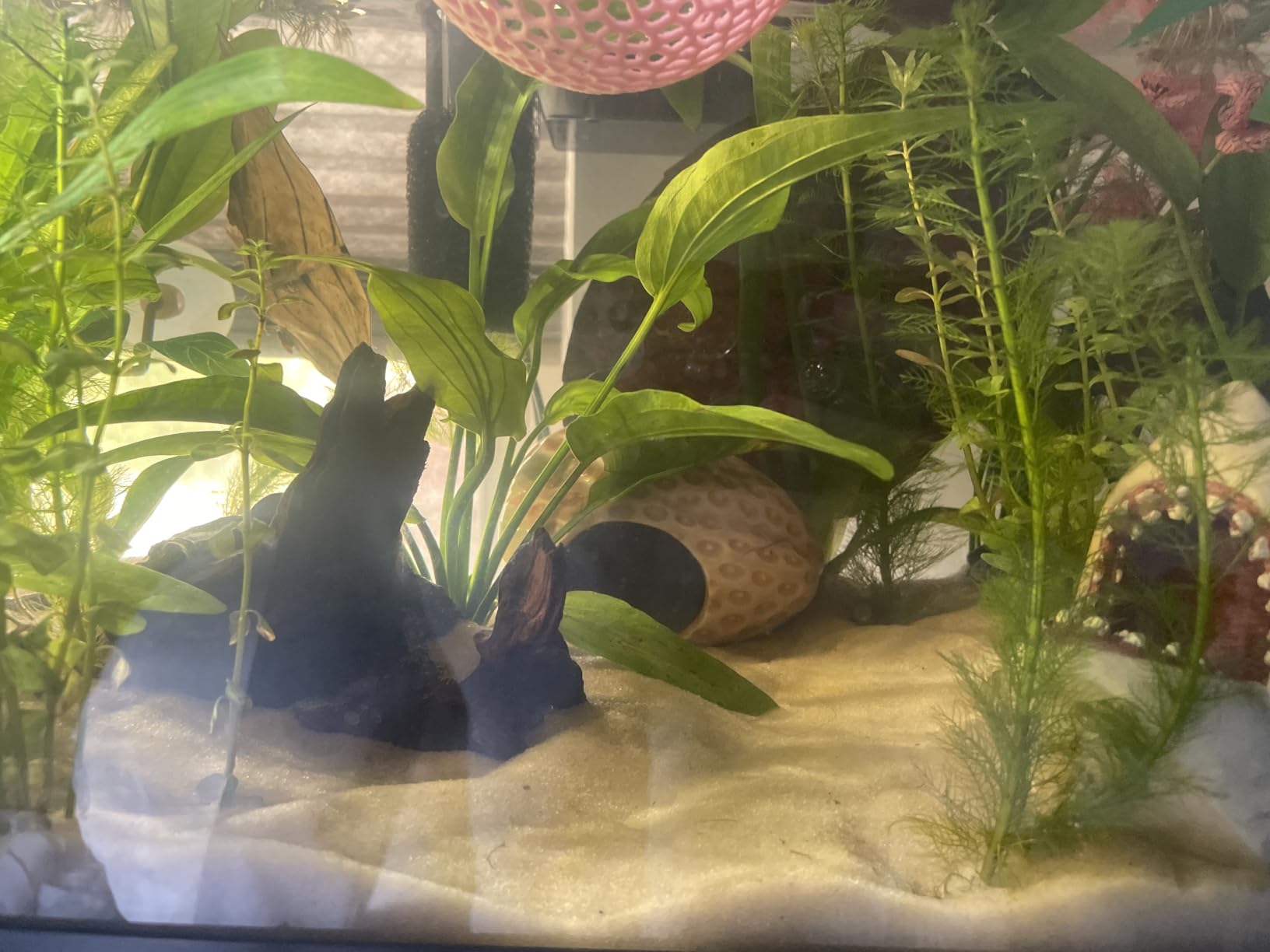 Pink Aquarium Decor Ceramic Cute Strawberry Betta Fish Tank Cave customer photo 2