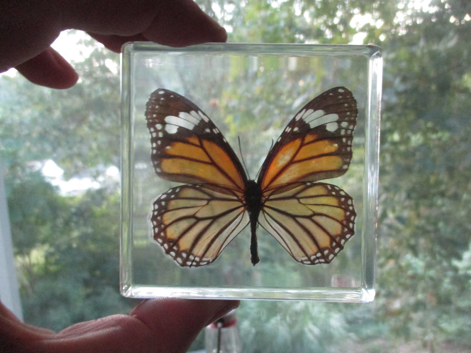 4Pcs Insect Taxidermy in Resin Specimen Set - Bugs in Clear Block for Oddities Collection customer photo 2