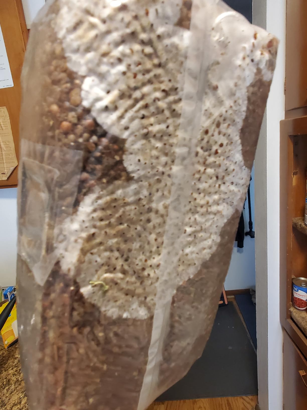 Mushroom Grow Kit - All-in-One 4LB Grow Bag with Self-Healing Port - Fast-Colonizing Universal Substrate for Any Mushroom - Multi-Flush High-Yield - USA Made (Just Add Your Own Culture) customer photo 1