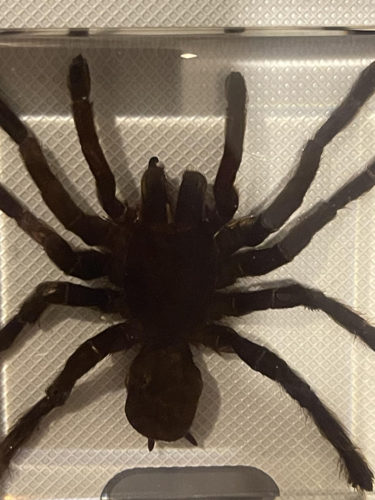 Taxidermy Spider, Real Spider Specimens High Quality Resin Insect for Science Education, Spider Decor Great Gift for Taxidermy, Oddities, Biology customer photo 1