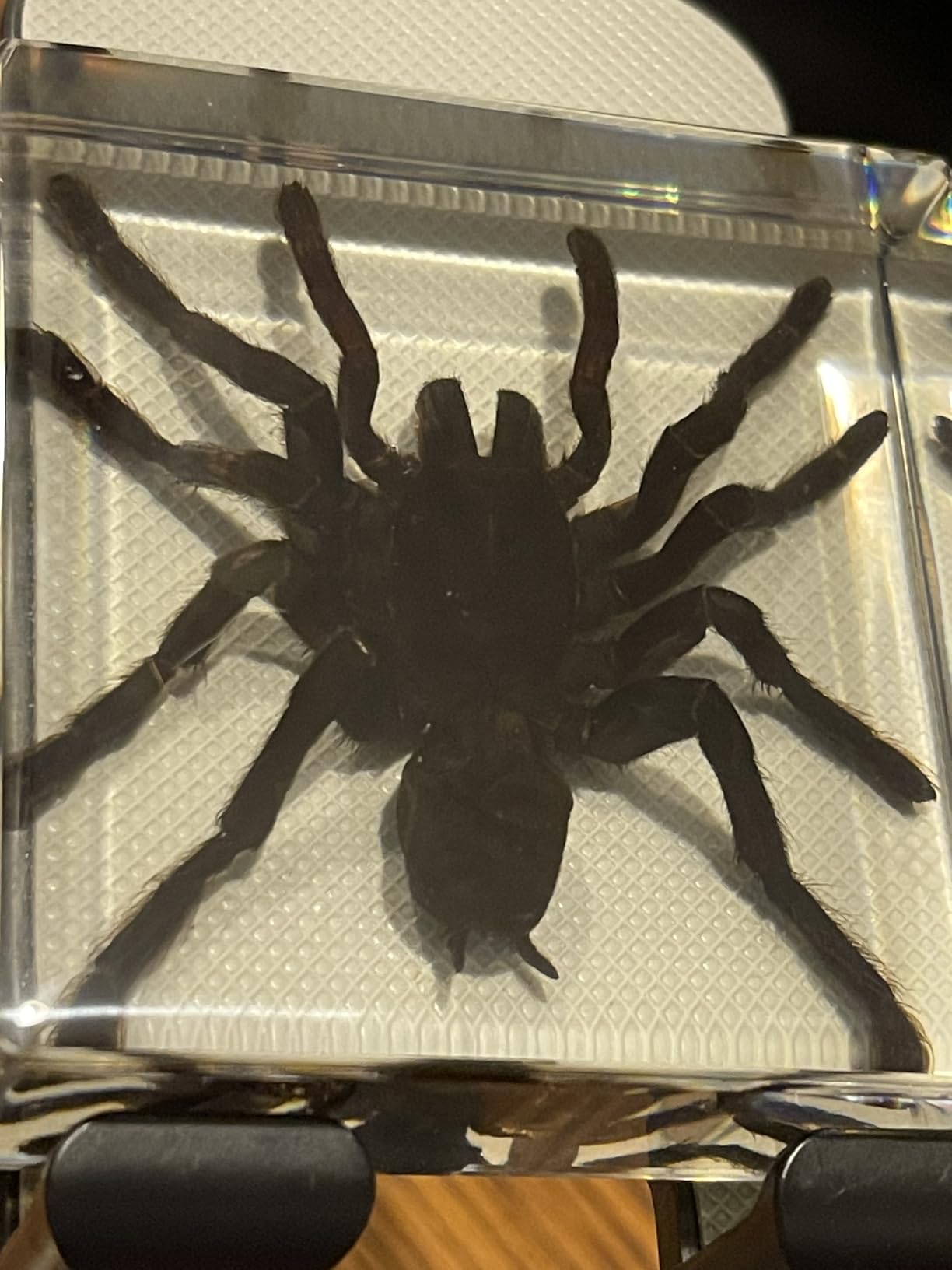 Taxidermy Spider, Real Spider Specimens High Quality Resin Insect for Science Education, Spider Decor Great Gift for Taxidermy, Oddities, Biology customer photo 2