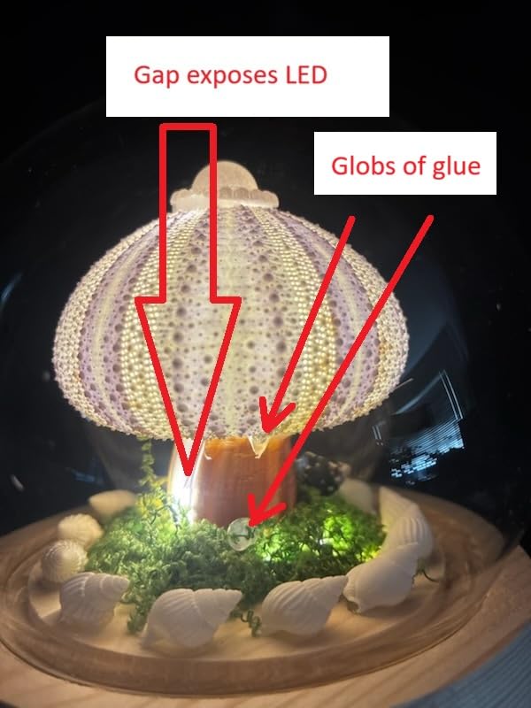 Glass Dome Shell Sea Urchin Handmade Night Light, Warm White LED Desktop Lamp for Bedroom Decor, Unique Gifts for Women customer photo 1
