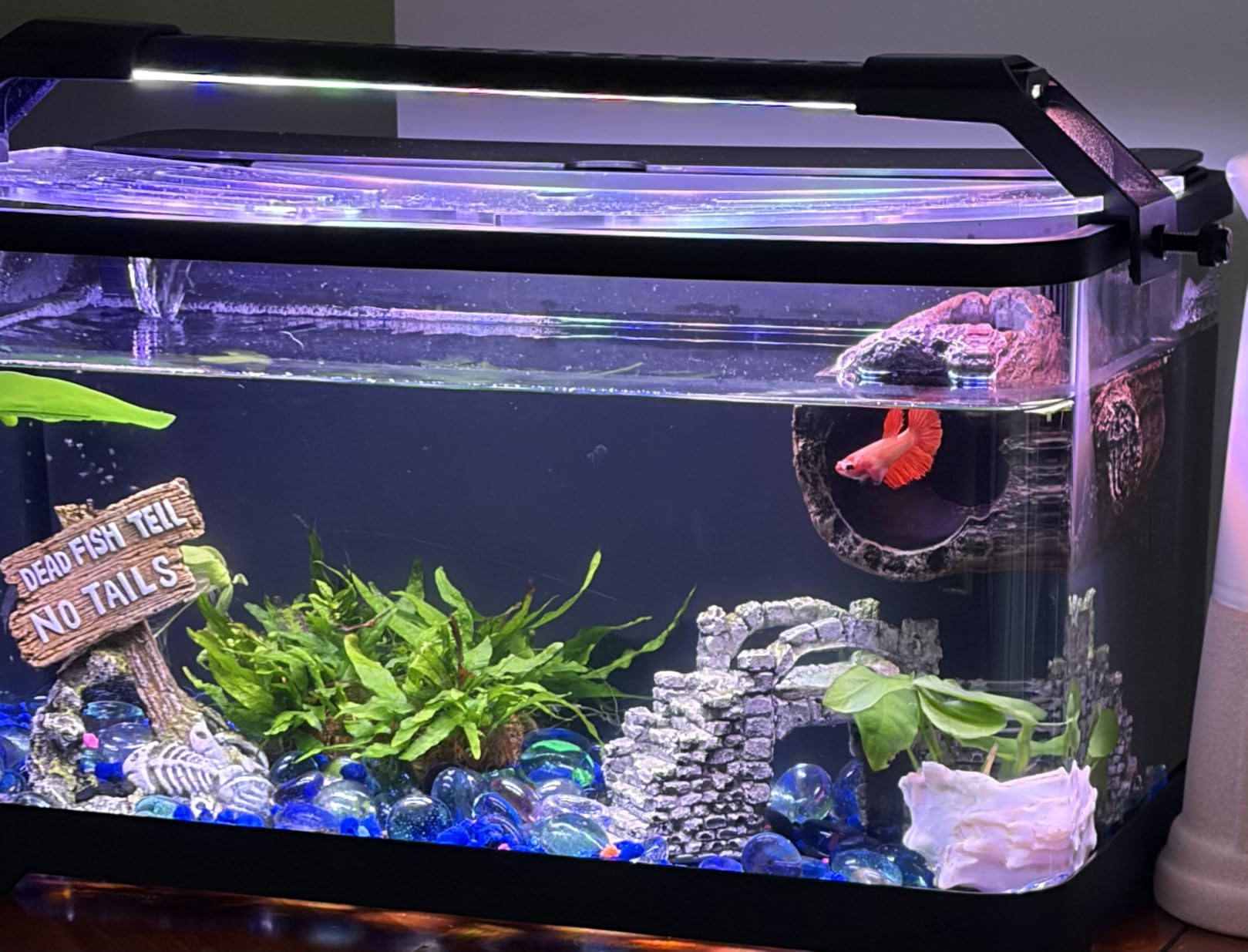 3.5 Gallon Betta Fish Tank, All in One Aquarium Starter Kits with Back Filter, Adjustable Pump, 25W Heater, LED Thermometer, LED Light with Timer & Water Changer Kit customer photo 1