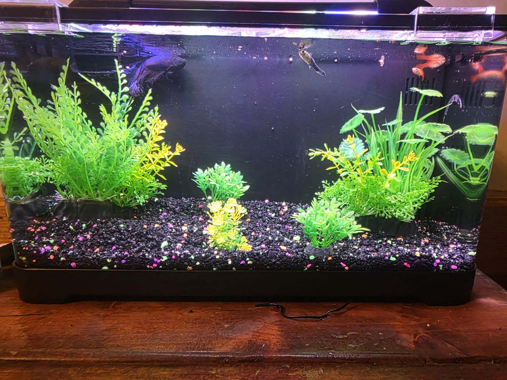 3.5 Gallon Betta Fish Tank, All in One Aquarium Starter Kits with Back Filter, Adjustable Pump, 25W Heater, LED Thermometer, LED Light with Timer & Water Changer Kit customer photo 2