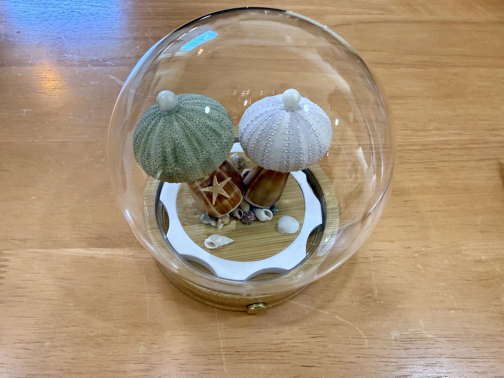 Natural Sea Urchin Shell Night Light, Rechargeable Wireless Table Lamp with Wooden Base, Dimmable Touch Control Bedside Lamp, Unique Ocean Decor Gift for Women, Kids, Nursery, Bedroom customer photo 1