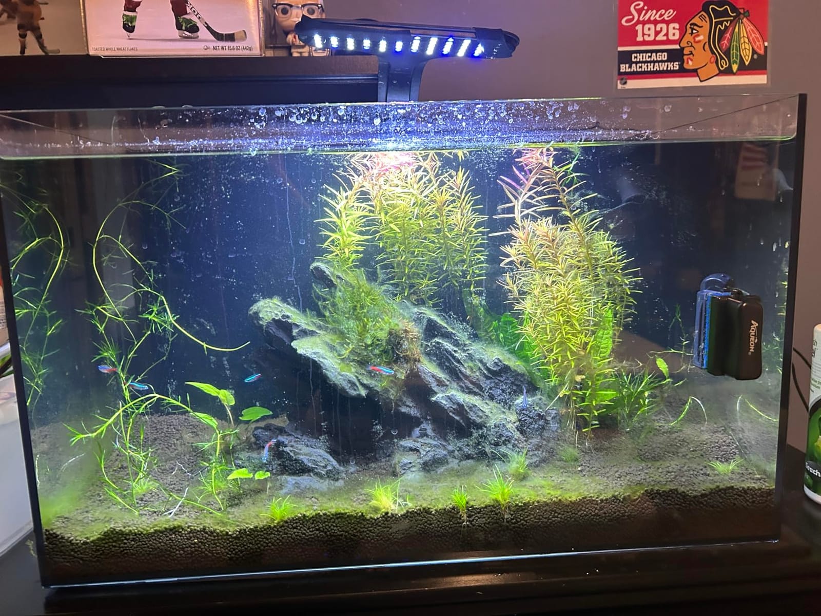 Ultum Nature Systems Dual AIO - Freshwater/Saltwater Compatible, All in One Rimless Tank with Triple Chamber Filtration System, Integrated Filter Aquarium with Leveling Mat - 6 Gallon, 45SA, Black customer photo 1
