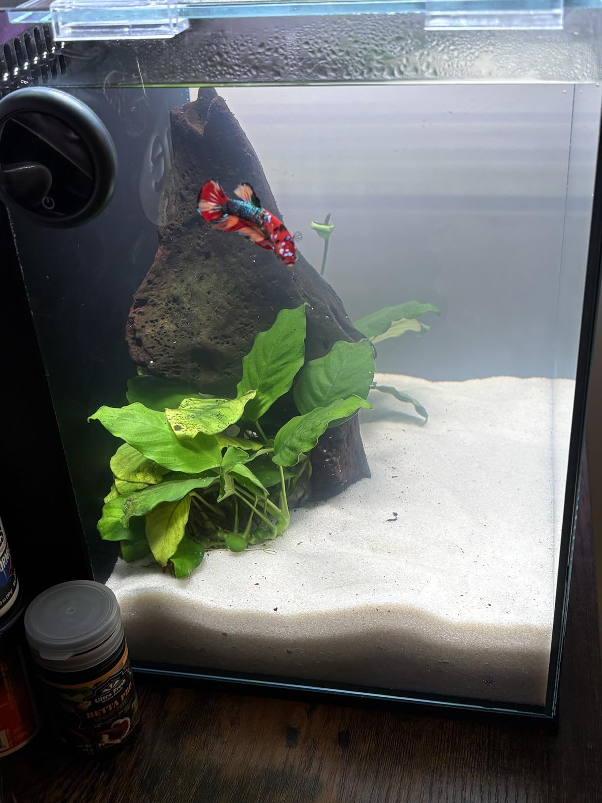 Ultum Nature Systems Dual AIO - Freshwater/Saltwater Compatible, All in One Rimless Tank with Triple Chamber Filtration System, Integrated Filter Aquarium with Leveling Mat - 6 Gallon, 45SA, Black customer photo 2