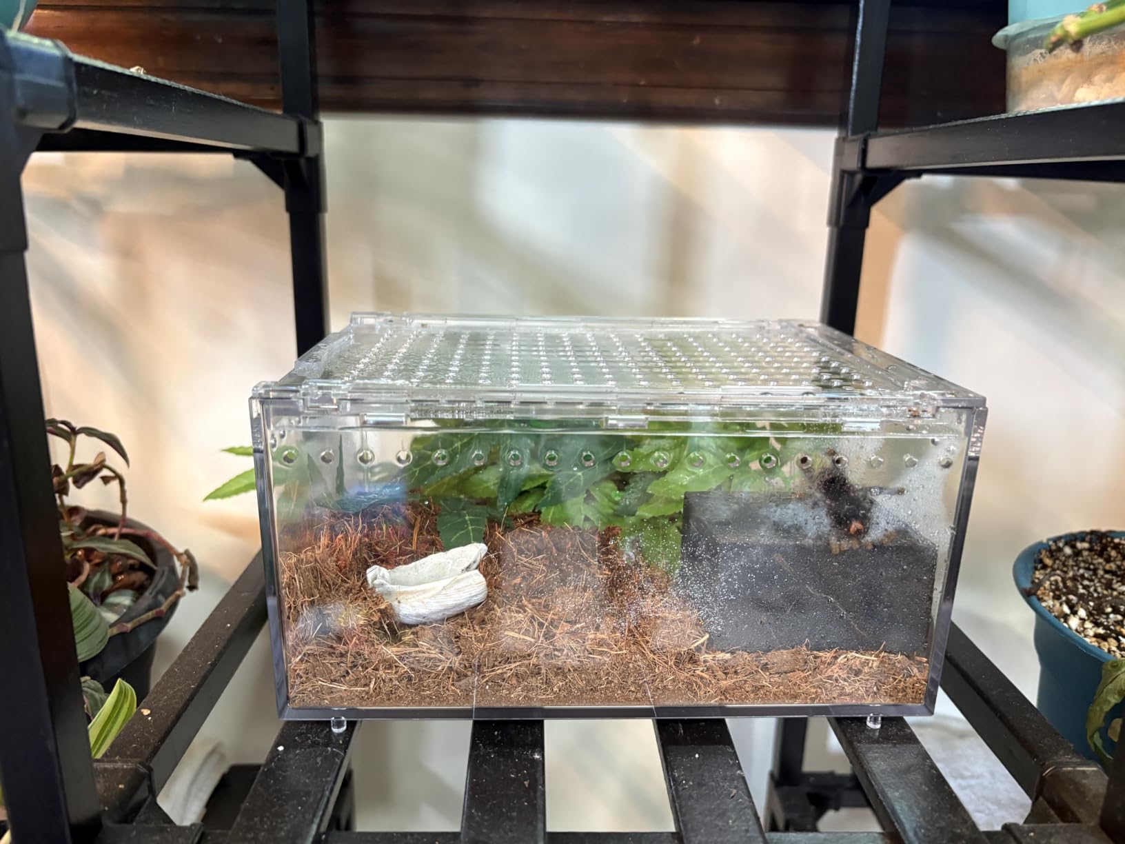 Jumping Spider & Tarantula Sling Hideout Corner Cave, Small Size customer photo 1