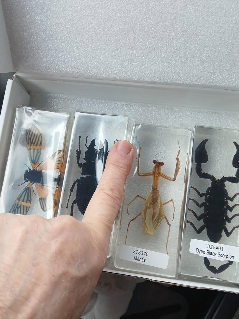 Real Insect Specimen,Taxidermy Cicada Specimen in Resin Display | Insect Taxidermy Animal Specimen in Resin for Science Education,Biology Classroom Study,Collectors,Decor,Gift and Oddities customer photo 1
