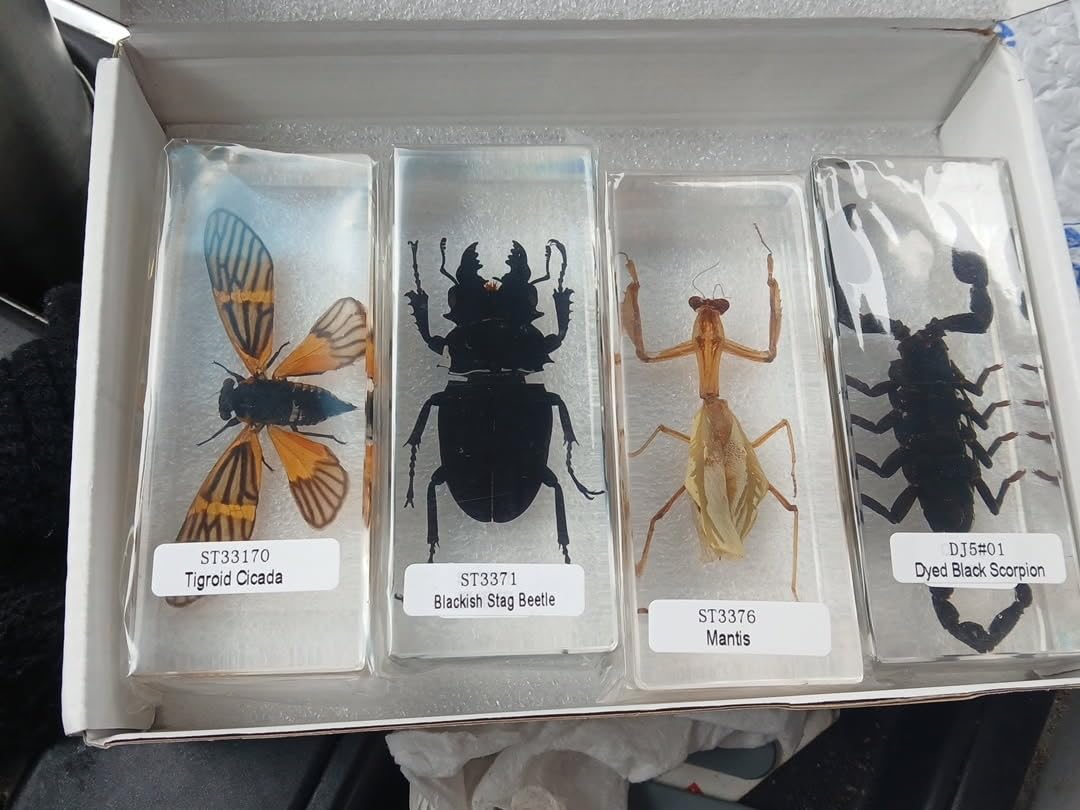Real Insect Specimen,Taxidermy Cicada Specimen in Resin Display | Insect Taxidermy Animal Specimen in Resin for Science Education,Biology Classroom Study,Collectors,Decor,Gift and Oddities customer photo 2