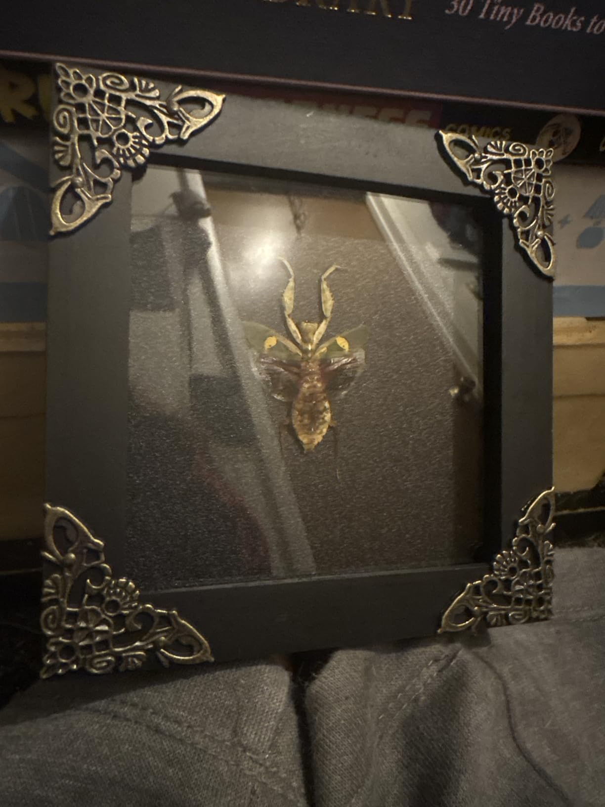 Real Asian Giant Hornet 4.7