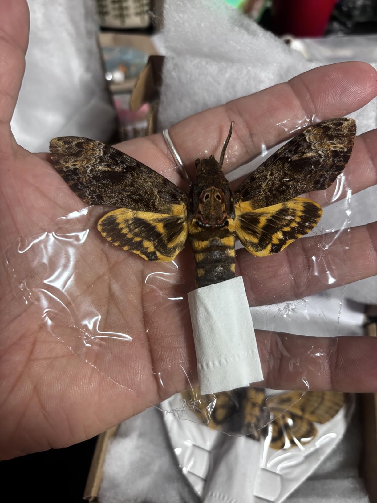 4 Real Wasp Taxidermy Specimens Unmounted Dried Insect Collection BO99X4 customer photo 2