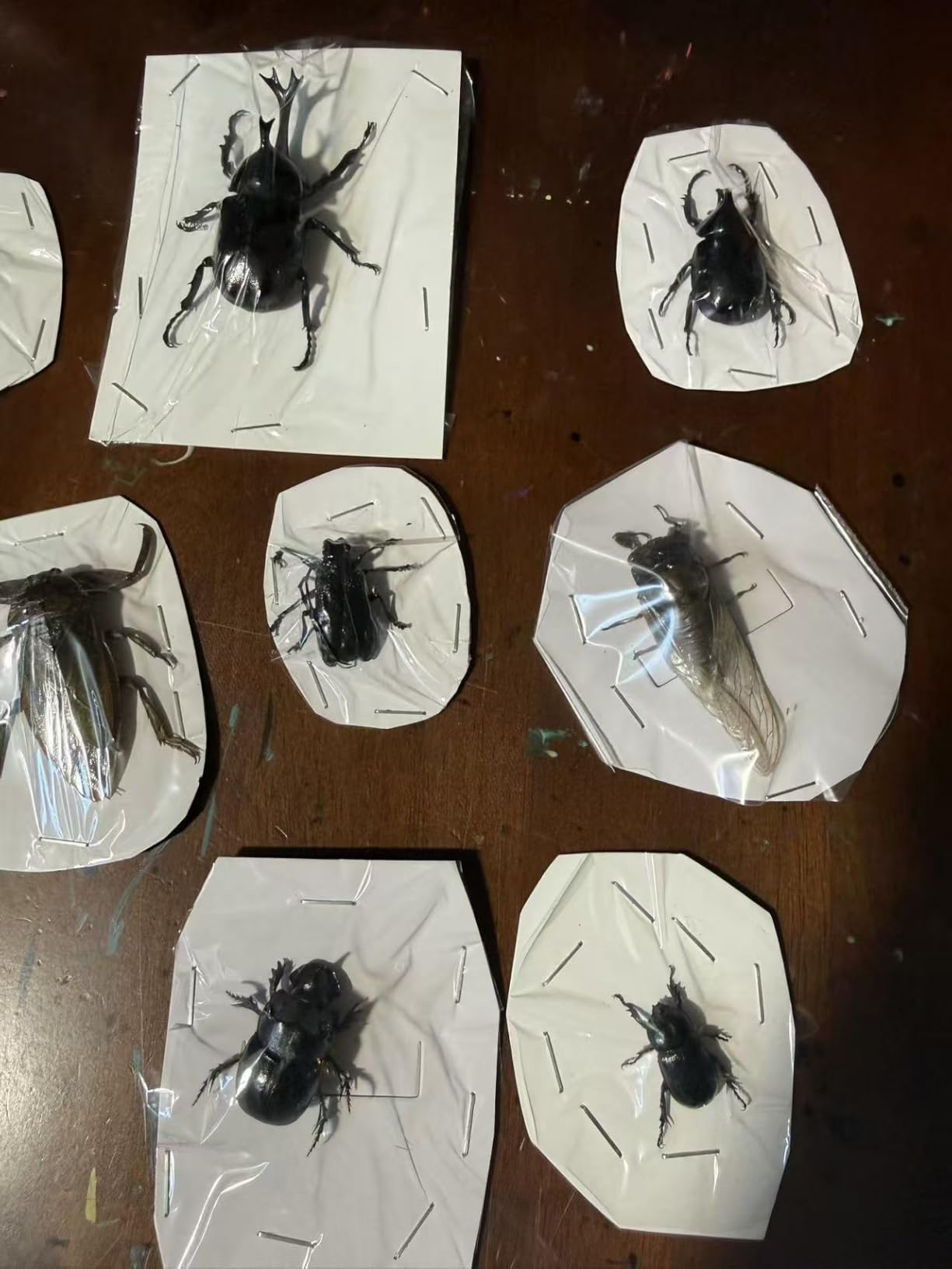 14Pcs Real Insect Specimens, Assorted Preserved Taxidermy Bugs | for Entomology Specimens, Insect Specimen Collection, Shadow Box Insects, Nature Study and Oddities Decor customer photo 1