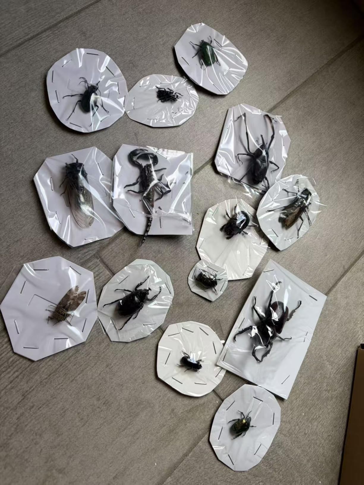14Pcs Real Insect Specimens, Assorted Preserved Taxidermy Bugs | for Entomology Specimens, Insect Specimen Collection, Shadow Box Insects, Nature Study and Oddities Decor customer photo 2