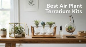 Best Air Plant Terrarium Kits