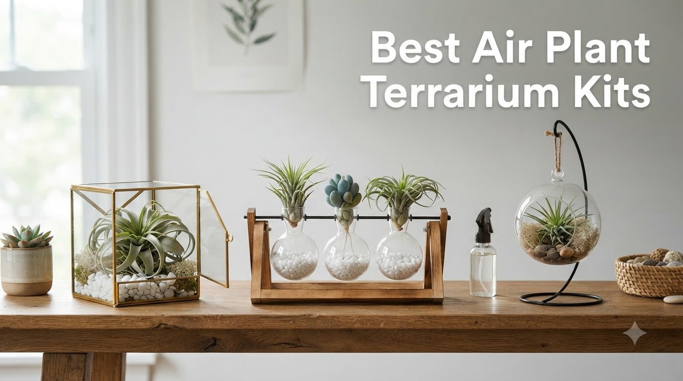 Best Air Plant Terrarium Kits