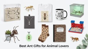 Best Ant Gifts for Animal Lovers