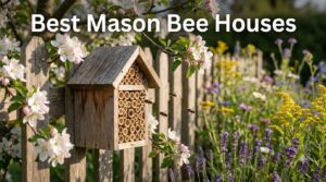Best Mason Bee Houses