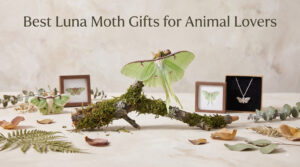 Best Luna Moth Gifts for Animal Lovers