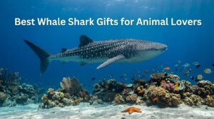 Best Whale Shark Gifts for Animal Lovers