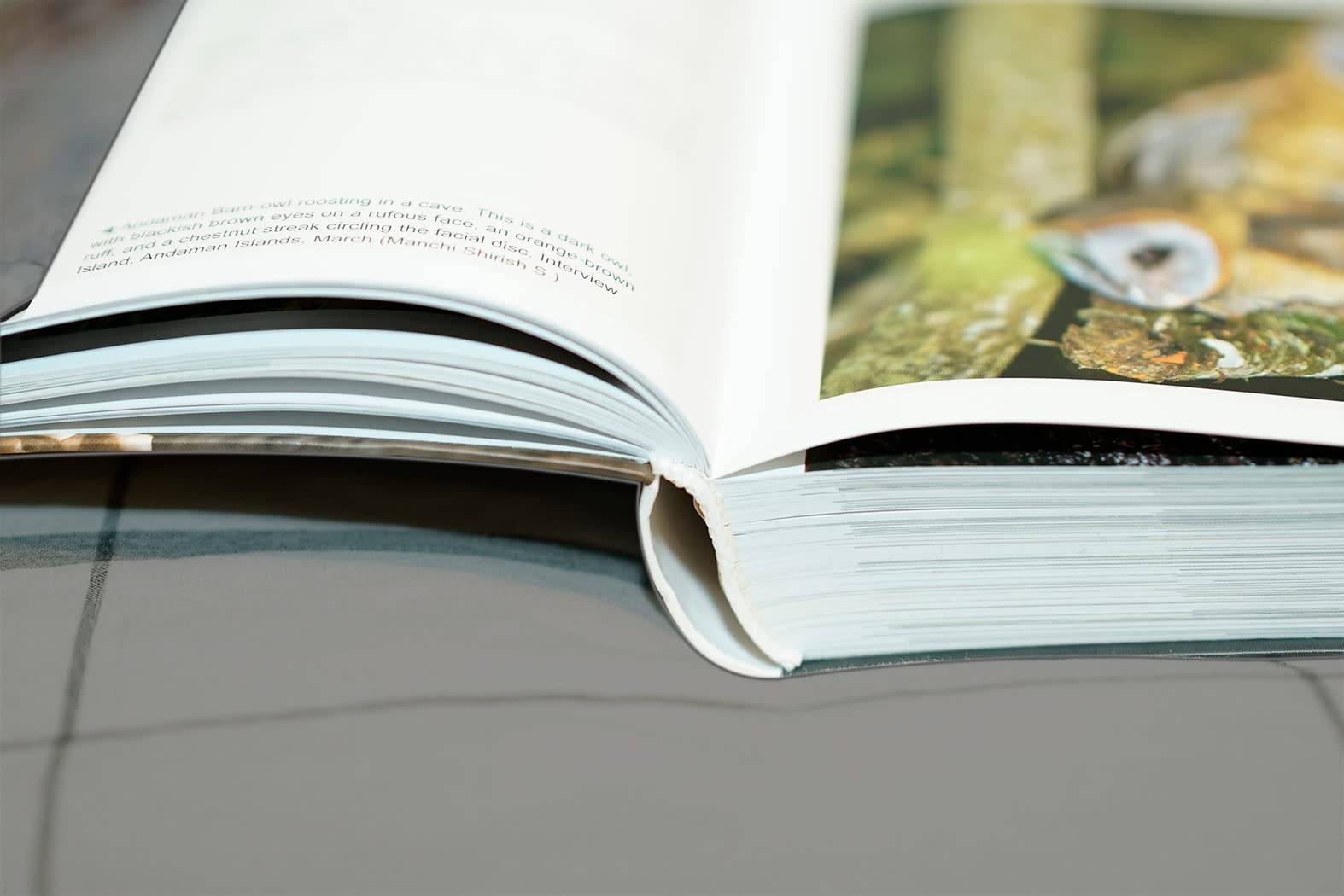 Owls of the World: A Photographic Guide customer photo 2