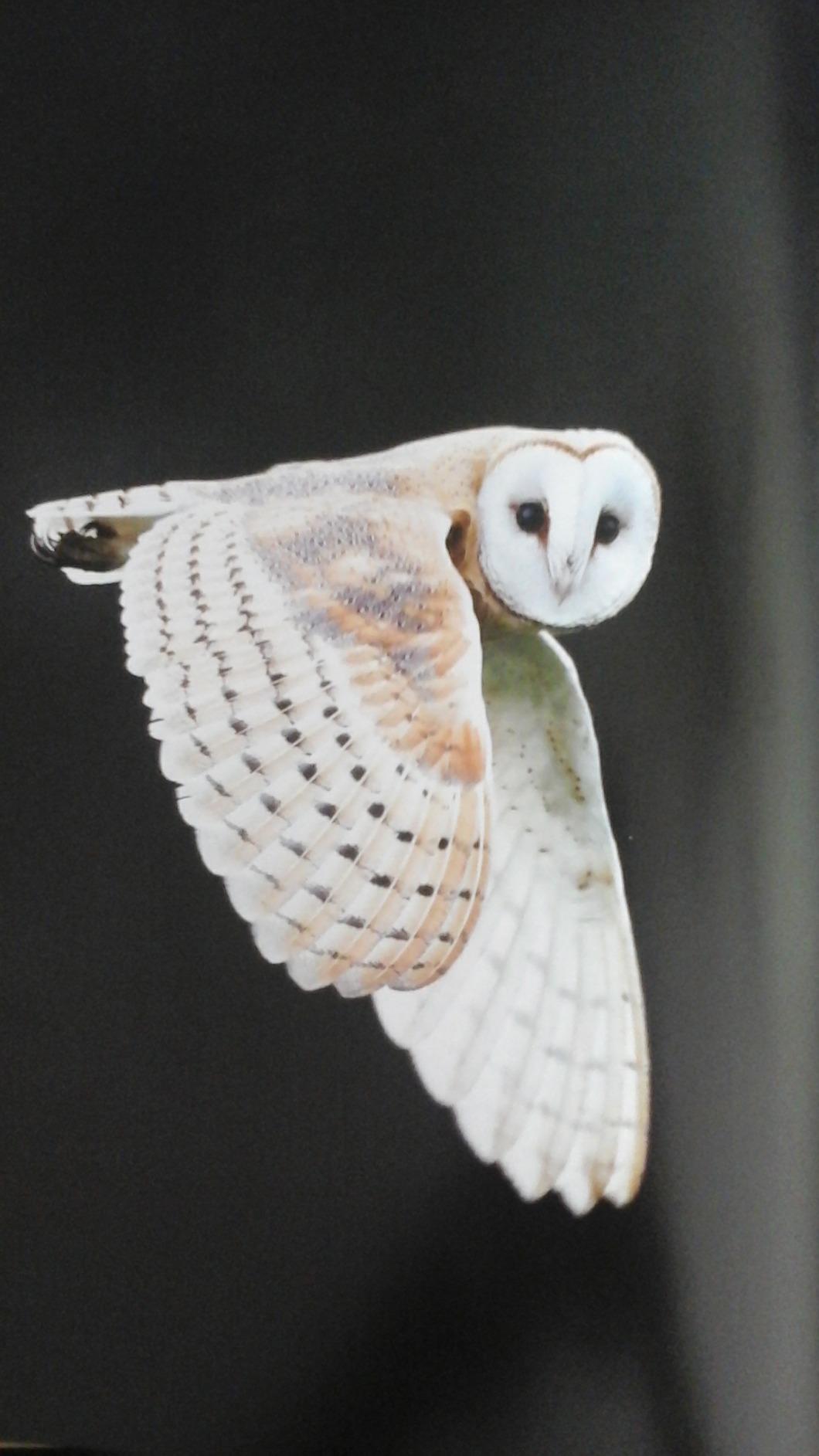 The Enigma of the Owl: An Illustrated Natural History customer photo 2