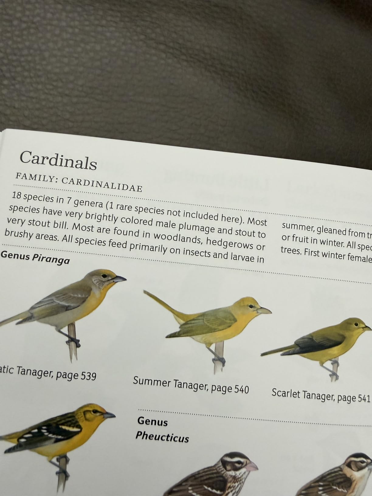 The Sibley Guide to Birds, 2nd Edition customer photo 2
