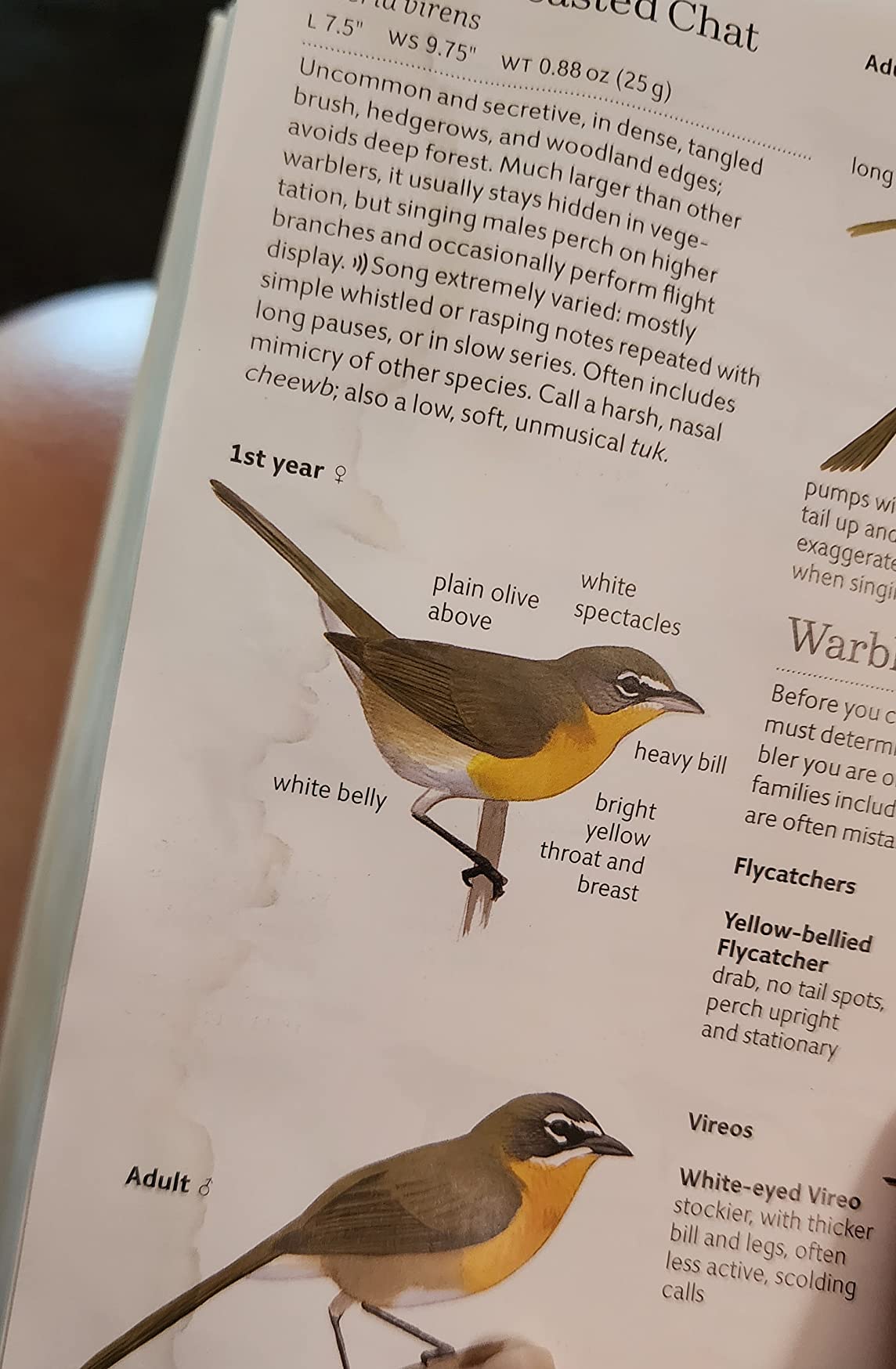 The Sibley Field Guide to Birds of Eastern North America: Second Edition customer photo 2