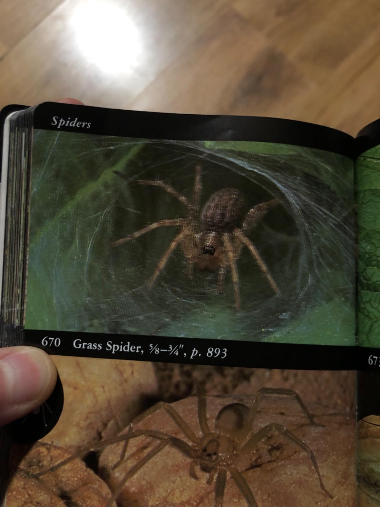 National Audubon Society Field Guide to Insects and Spiders: North America customer photo 1