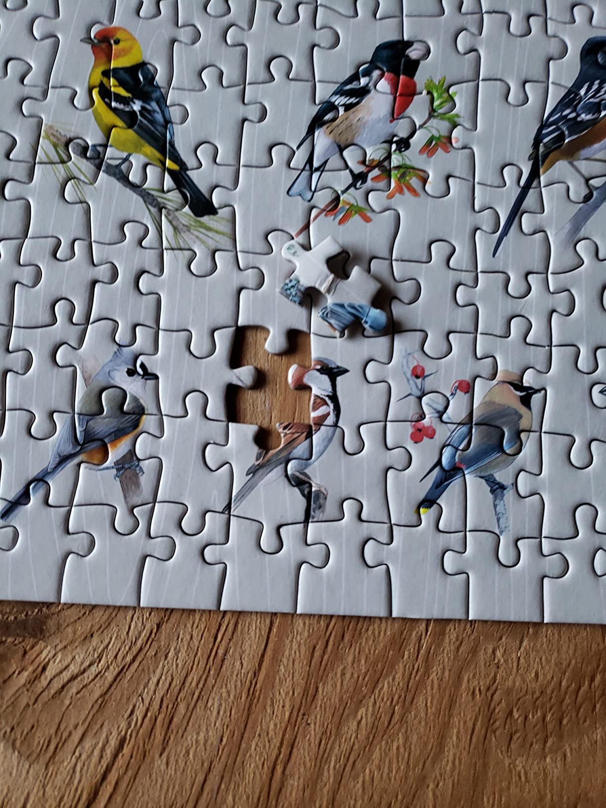 Sibley Backyard Birding Puzzle: 1000-Piece Jigsaw Puzzle with Portraits of Favorite North American Birds customer photo 1