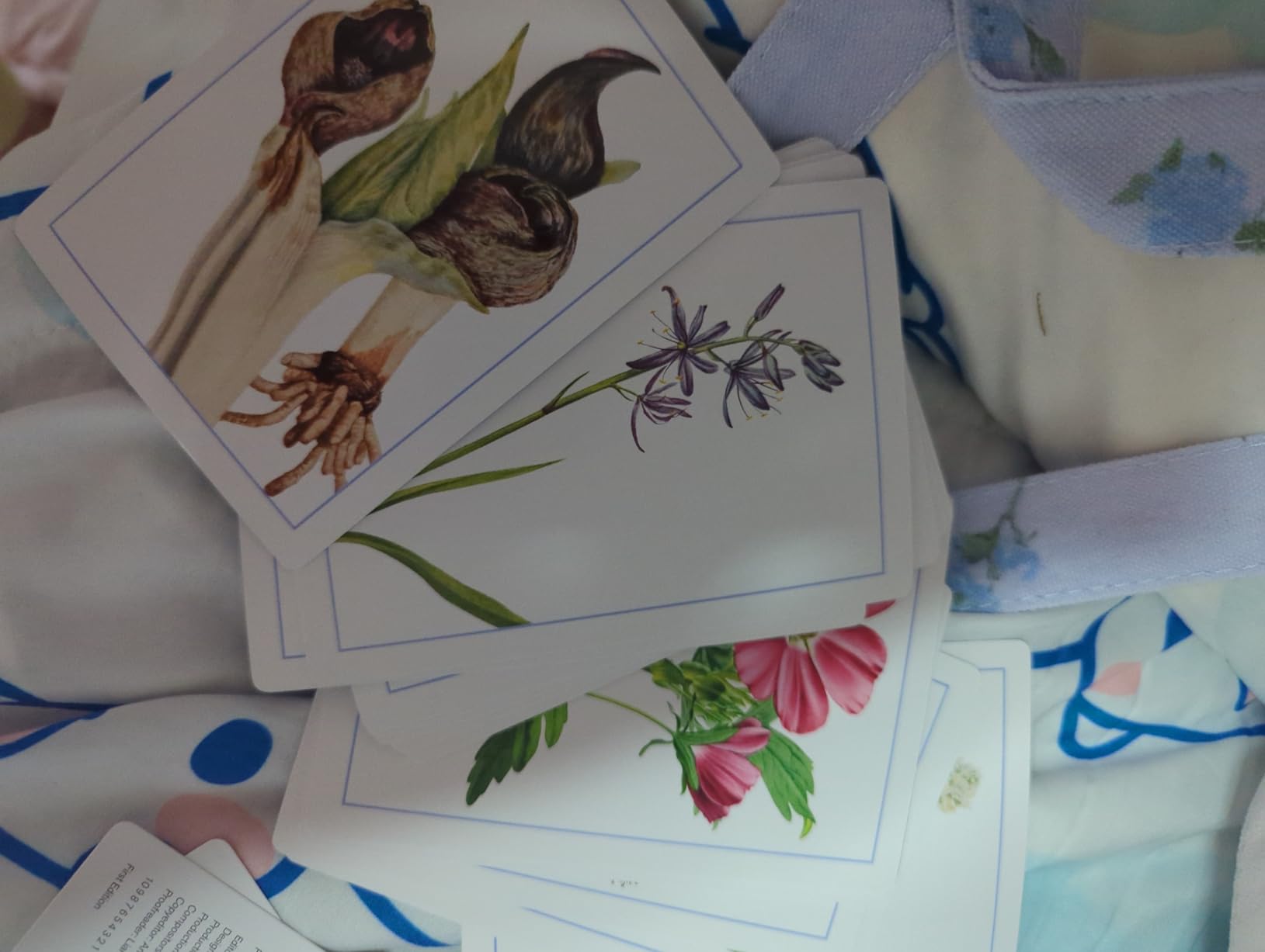 New York Botanical Garden Wildflower Identification Flashcards: 100 Common Wildflowers of North America customer photo 2