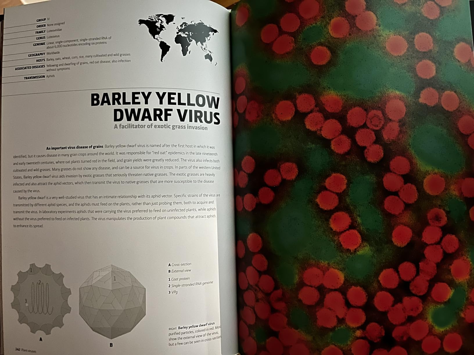 Virus: An Illustrated Guide to 101 Incredible Microbes customer photo 1