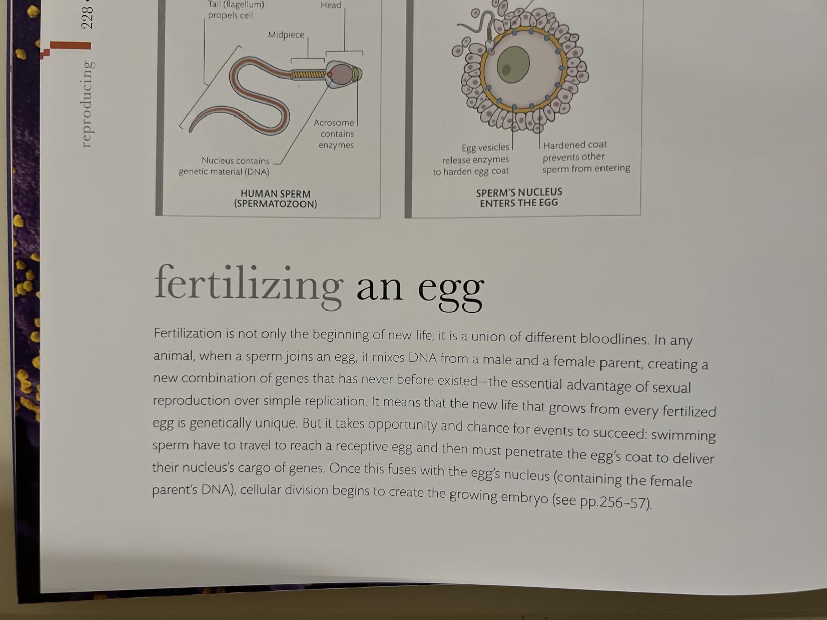 Micro Life: Miracles of the Miniature World Revealed (DK Secret World Encyclopedias) (Packaging may vary) customer photo 2