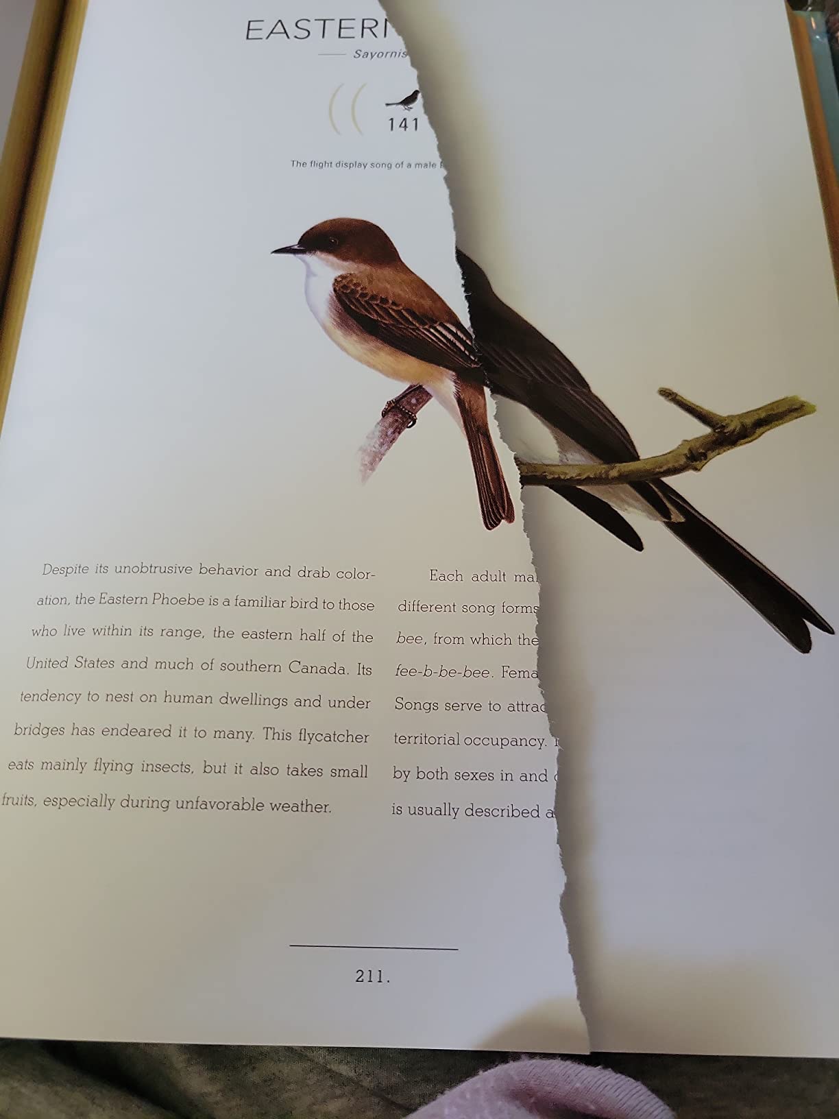 Bird Songs: 250 North American Birds in Song customer photo 2
