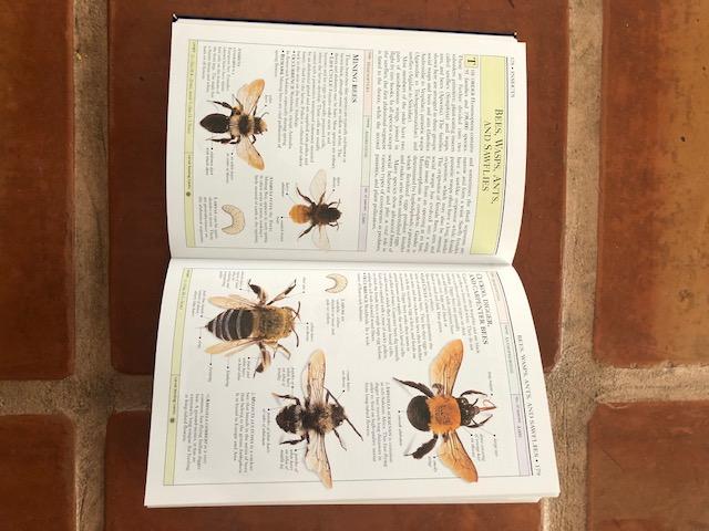 Smithsonian Handbooks: Insects (Smithsonian Handbooks) customer photo 1