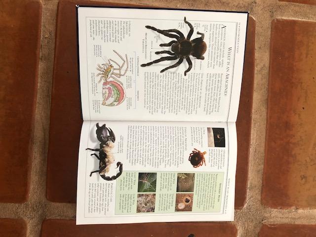 Smithsonian Handbooks: Insects (Smithsonian Handbooks) customer photo 2